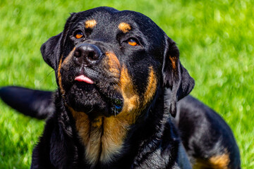 Obraz premium Dog playing in his yard. Taranaki, New Zealand