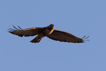 red-tailed hawk flying, seen in the wild in  North California 