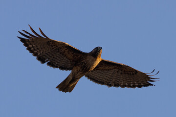 red-tailed hawk flying, seen in the wild in  North California 