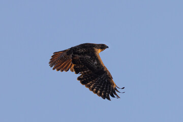 red-tailed hawk flying, seen in the wild in  North California 