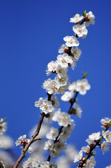 Spring flowering apricot against the blue sky