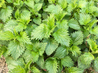Nettle with green leaves. Background Plant nettle grows in the ground. Medical concept