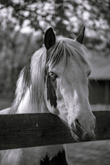 An eye is sometimes called a magpie when the white part of the eye is visible when the horse is at rest. Sometimes this is called the eye with a blue iris.