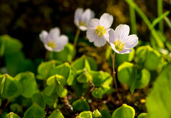 blooming common wood sorrel - Oxalis acetosella - in natural environment