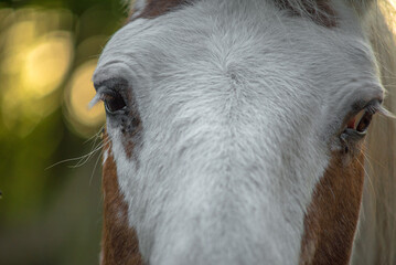 An eye is sometimes called a magpie when the white part of the eye is visible when the horse is at rest. Sometimes this is called the eye with a blue iris.