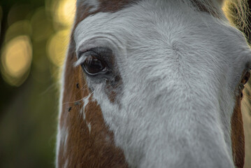 An eye is sometimes called a magpie when the white part of the eye is visible when the horse is at rest. Sometimes this is called the eye with a blue iris.