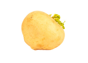 Close up yellow ripe turnip isolated on white background.