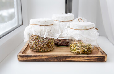 Various seed sprouts growing in glass jars, healthy vitamin rich food snack. Lucerne or Alfalfa,...