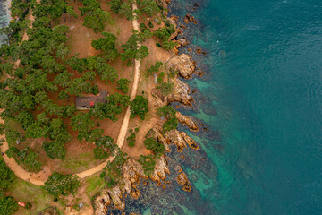 nature, tree, green, sea, water