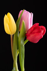 Fototapeta premium Yellow ,red and pink tulips isolated over a black background