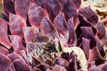 saxifrage genus Saxifraga in close up view. Often used as medicinal plant