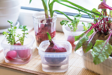 Growing green onion and various edible greens in water on windowsill closeup