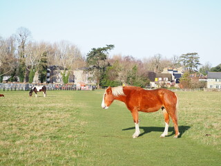 牧草上を歩く一頭の馬