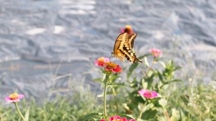 Yellow Black Swallowtail Butterfly on a Flower