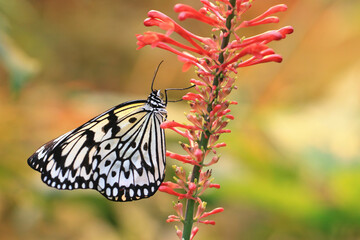 Large Tree Nymphs(Paper Kite,Rice Paper) butterfly and Fire Spike(Cardinal's Guard) flowers,beautiful butterfly resting on the red flowers in the garden
