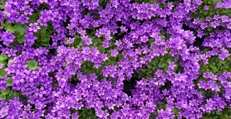 Top view full frame closeup of many countless violet dalamtian bellflower (campanula portenschlagiana) blossoms