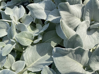 Full frame closeup of many silver white hairy leaves (senecio candicans angel wings) of ornamental...
