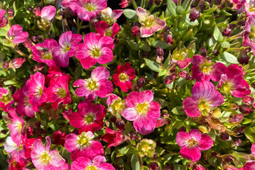 Top view full frame closeup of many pink purple blossoms (saxifraga arendsii) of winter evergreen perennial
