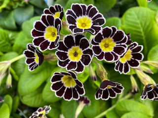 Top view closeup of isolated primula flowers with black brown petals and yellow center, green leaves background