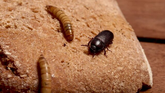 Mehlk&auml;fer und Mehlw&uuml;rmer auf einer Scheibe Brot, Tenebrio molitor, mehrere Szenen