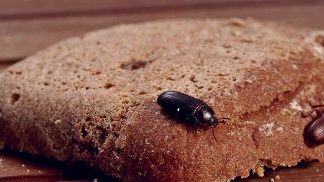 Mehlk&auml;fer krabbeln auf einer Scheibe Brot, Tenebrio molitor, mehrere Szenen