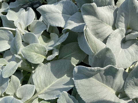 Full frame closeup of many silver white hairy leaves (senecio candicans angel wings) of ornamental perennial