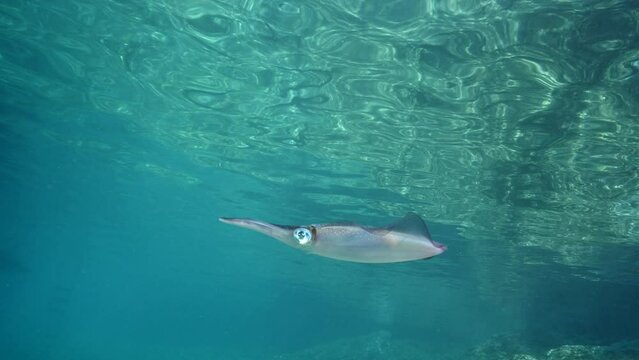 squid underwater swim slow motion close cephalopod