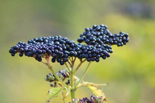Dwarf elder black fruits closeup view with green blurred background