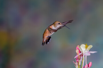 HUMMINGBIRD
