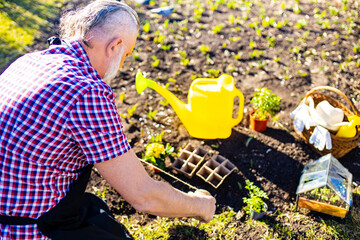 good looking gray haired beard man pensioner watering seedlings in the greenhouse sunny spring day