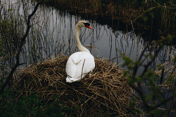 Łabędź © Wodzownik