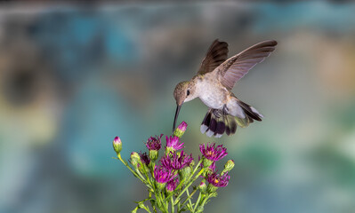 HUMMINGBIRD