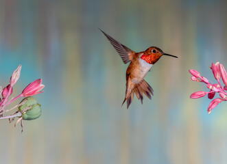 HUMMINGBIRD