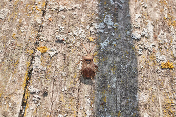 The bedbug Coreus marginatus sits on an old board in the garden. Coreus marginatus is a herbivorous species of true beetle in the family Coreidae.
