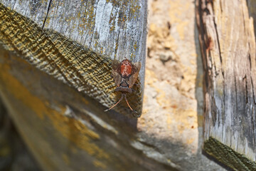 The bedbug Coreus marginatus sits on an old board in the garden and cleans the wings with its hind...