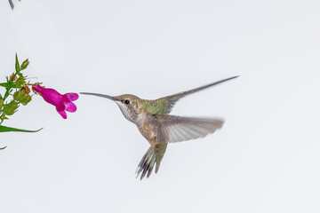 HUMMINGBIRD