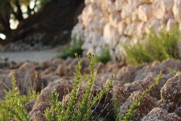 moss on the rocks