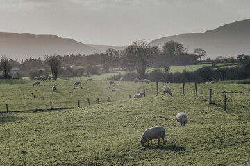 Irlandia © Wodzownik