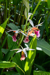 Phaius tankervilleae also known as nun orchid in the tropical rainforest of Costa Rica