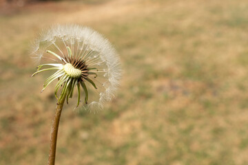 Dandelion flower in a park. Copyspace. Close up