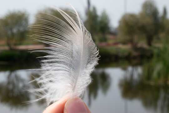 Hand Holding A  White Feather Near A Lake. Close Up