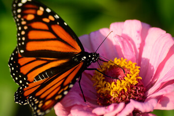 Butterfly on Flower
