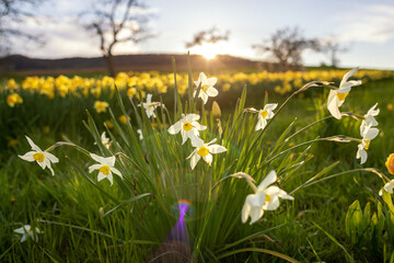 Narzissen im Abendlicht