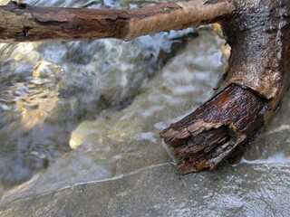 Branche échouée sur la rive