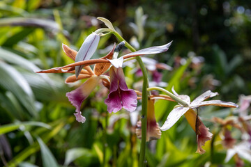 Phaius tankervilleae also known as nun orchid in the tropical rainforest of Costa Rica