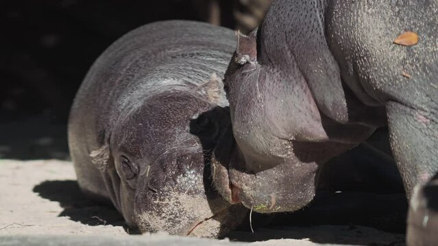 This video shows a mother pygmy hippo waking up her baby pygmy hippo who is sleeping in the sun.