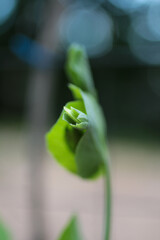 Pea Plant Sprout Little Bud Leaf Leaves Garden Farm