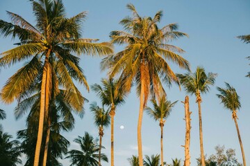 Krabi, Tajlandia © Wodzownik
