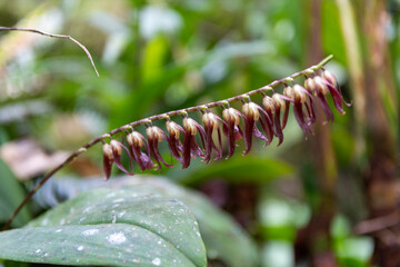 Stelis Orchidee orchid orchideae in the rainforest of costa rica