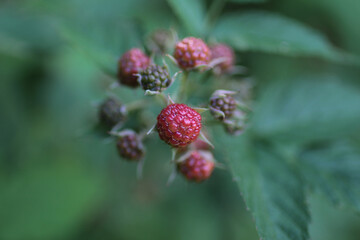 close up raspberry on a bush garden farm